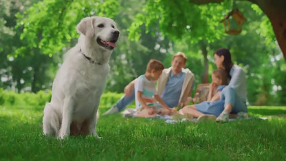Localizzatore per animali domestici wireless di alta qualità, collare per animali domestici, localizzatore GPS Mini per animali domestici | S26L 